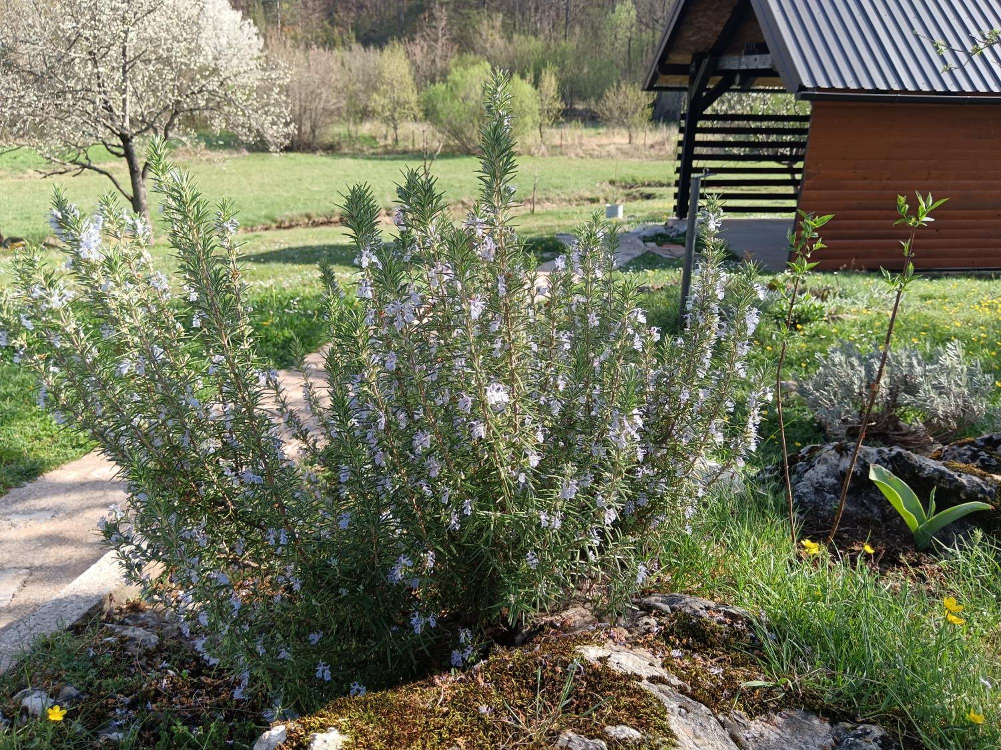 Apartman Sveti Rok Kültér fotó
